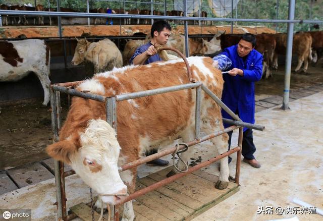 如何提高母牛繁殖率?养牛繁殖知识介绍