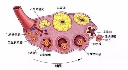 超声检测排卵中的子宫内膜指标_卵泡