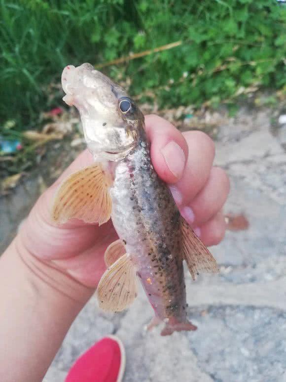 这种油麻鱼浑身是肉鲜美无比可惜分布范围有限数量太少