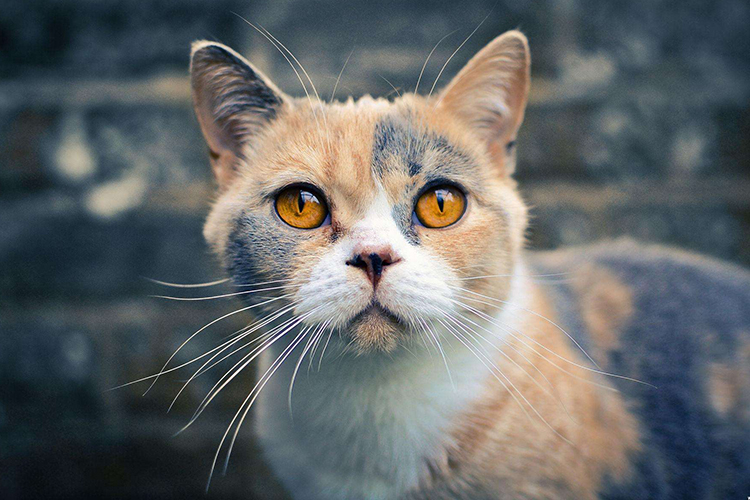 猫到底是招财还是来灾 风水格局来判断