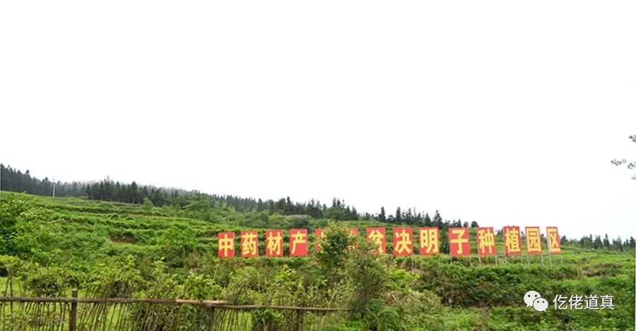 黔北药库百草香道真打造黔北中药材产业大县纪实