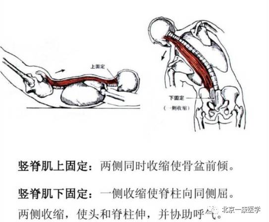 关节运动的杠杆原理_骨折的外固定