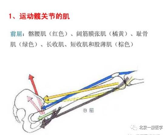 运动医学解剖,肌拉力线,杠杆原理,骨骼肌功能分析