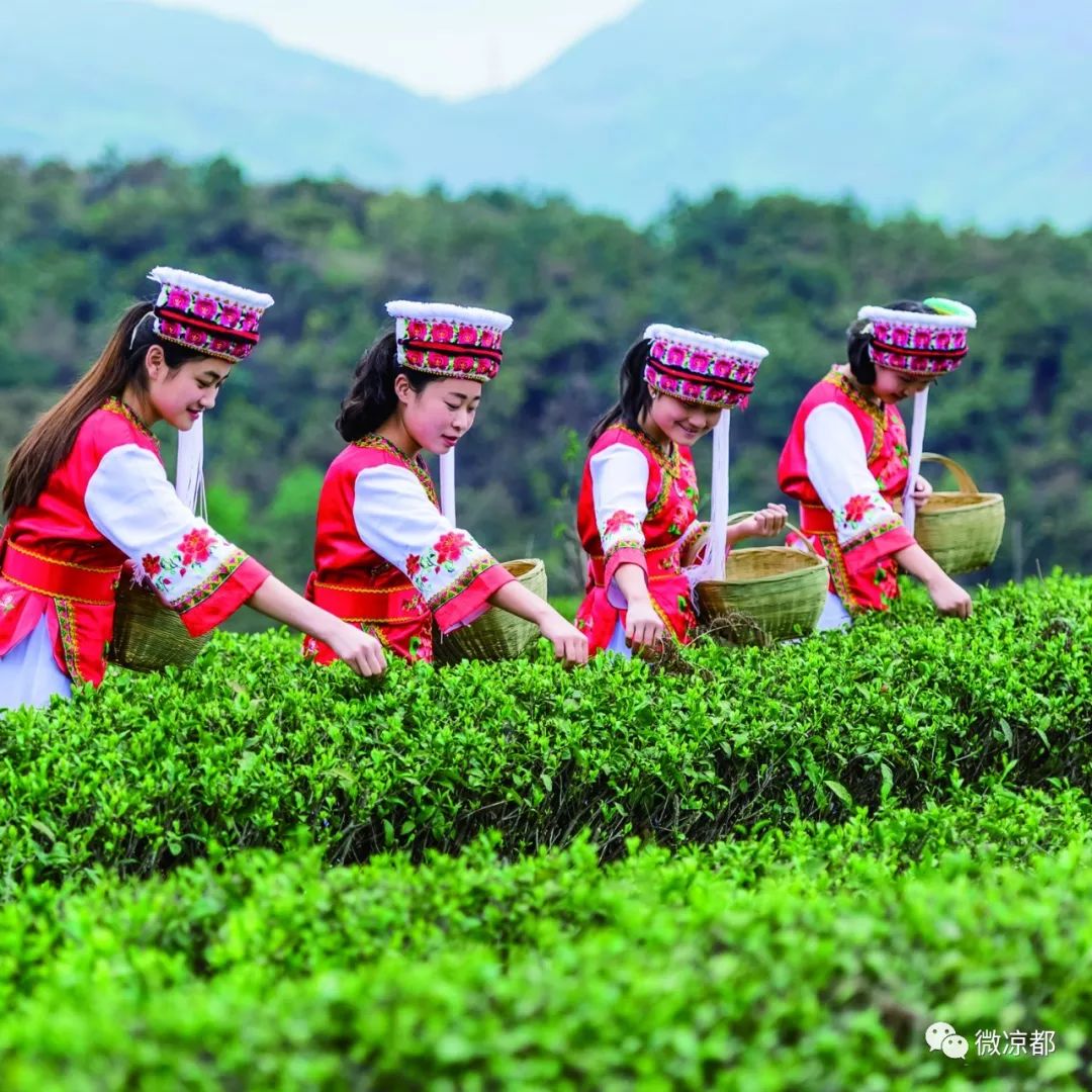 六盘水茶那些你不知道的事儿