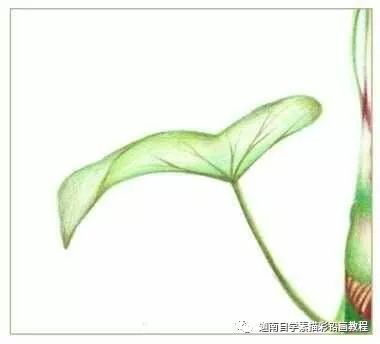 彩铅花卉教程牵牛花的画法步骤过程图