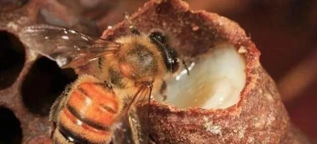 意蜂中蜂育王的相同与不同,知道了才能选择合