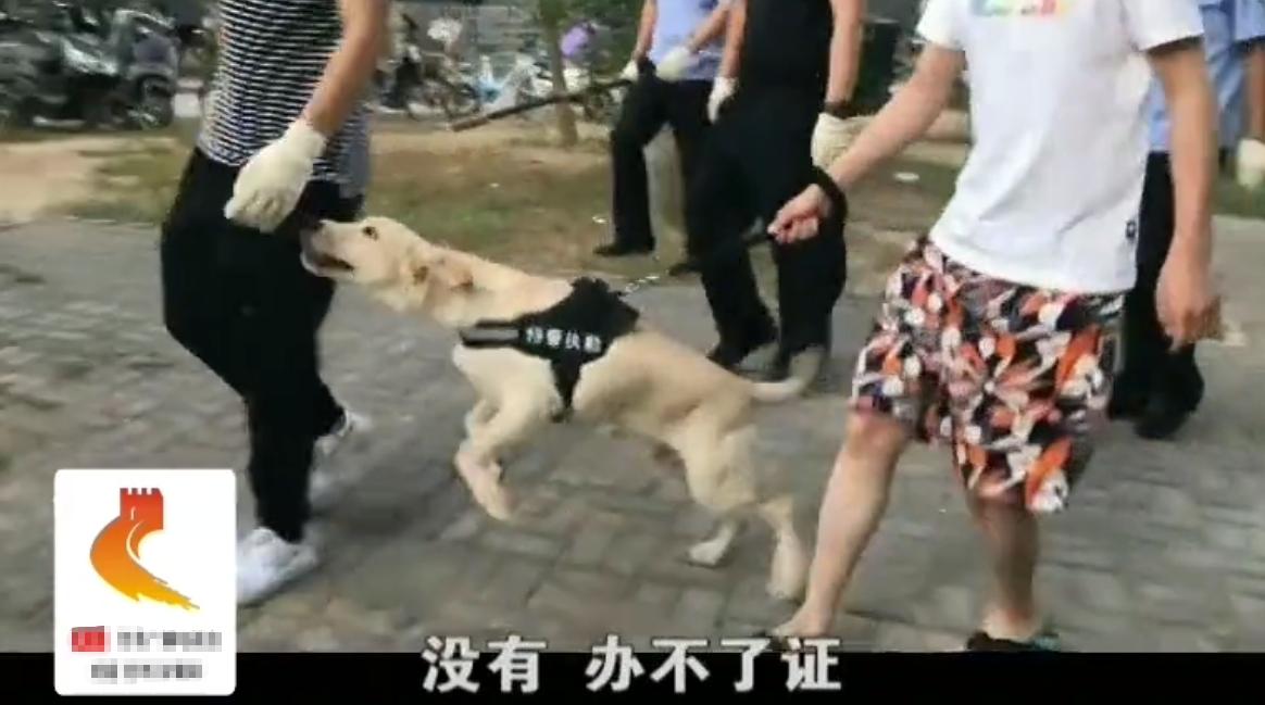 原创河北集中打狗行动现场发现不文明养犬的狗和狗主人一并处理