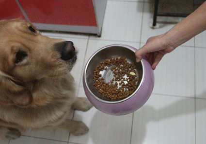 (价格是一方面,还是到正规渠道买正规产品吧)4,给你家狗狗买个狗窝吧