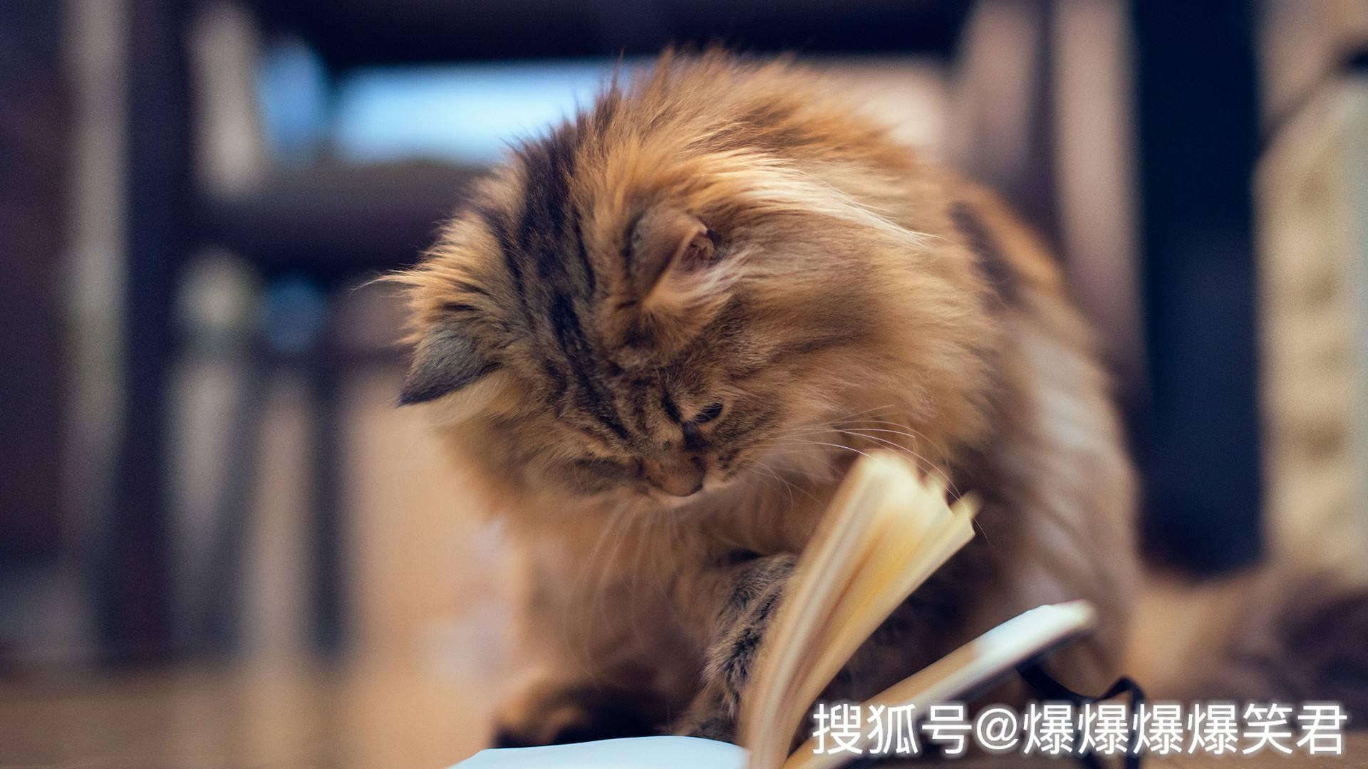 爆笑段子:女友肚子疼,让男友去买夷妈巾。