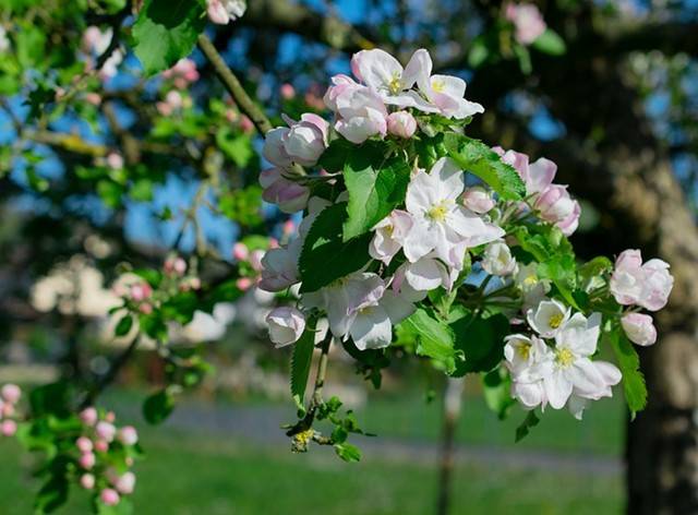 蔷薇花几月份开始种植 7e102860844840eb857b84a5d69c431d.jpeg