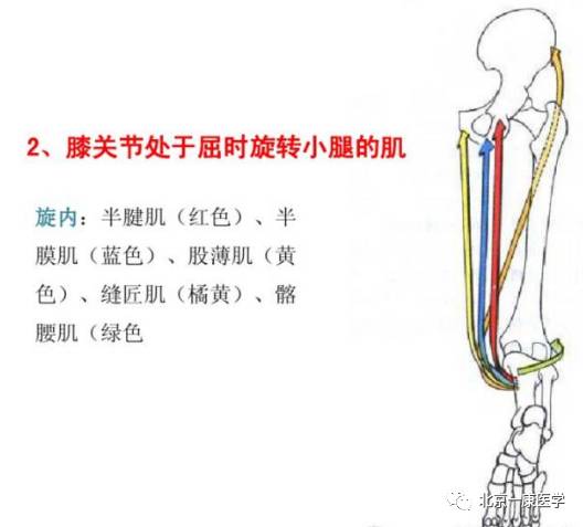 运动医学解剖,肌拉力线,杠杆原理,骨骼肌功能分析