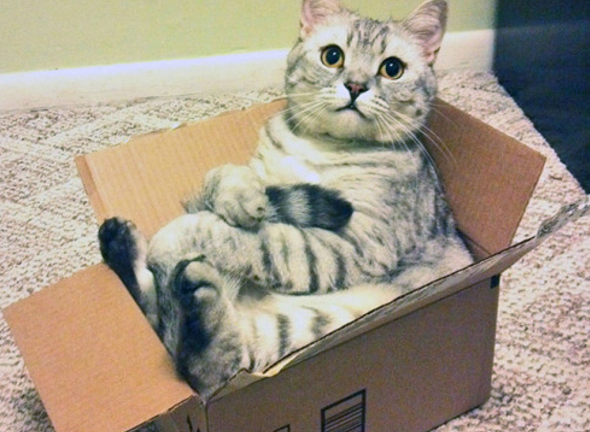 急求梦见猫，解读梦境中的神秘访客
