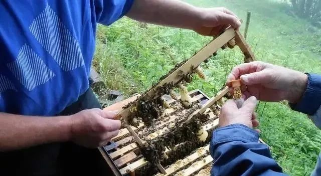 意蜂中蜂育王的相同与不同,知道了才能选择合