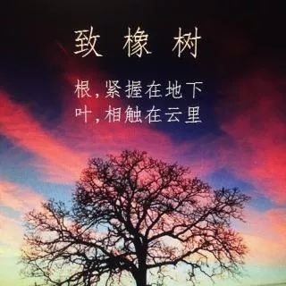 《致橡树》朗读者:王柯允‖ 那些年我们读过的课文