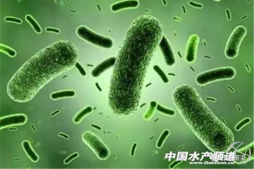 此外,光合细菌可以产生抗病毒因子等生物活性物质,具有独特的抗病,促