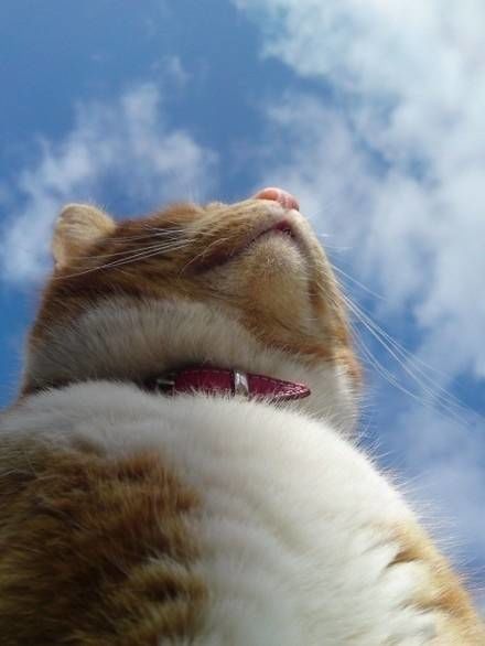 9c2a625f5cdb4ce1ac80b6fc6281de56.jpeg