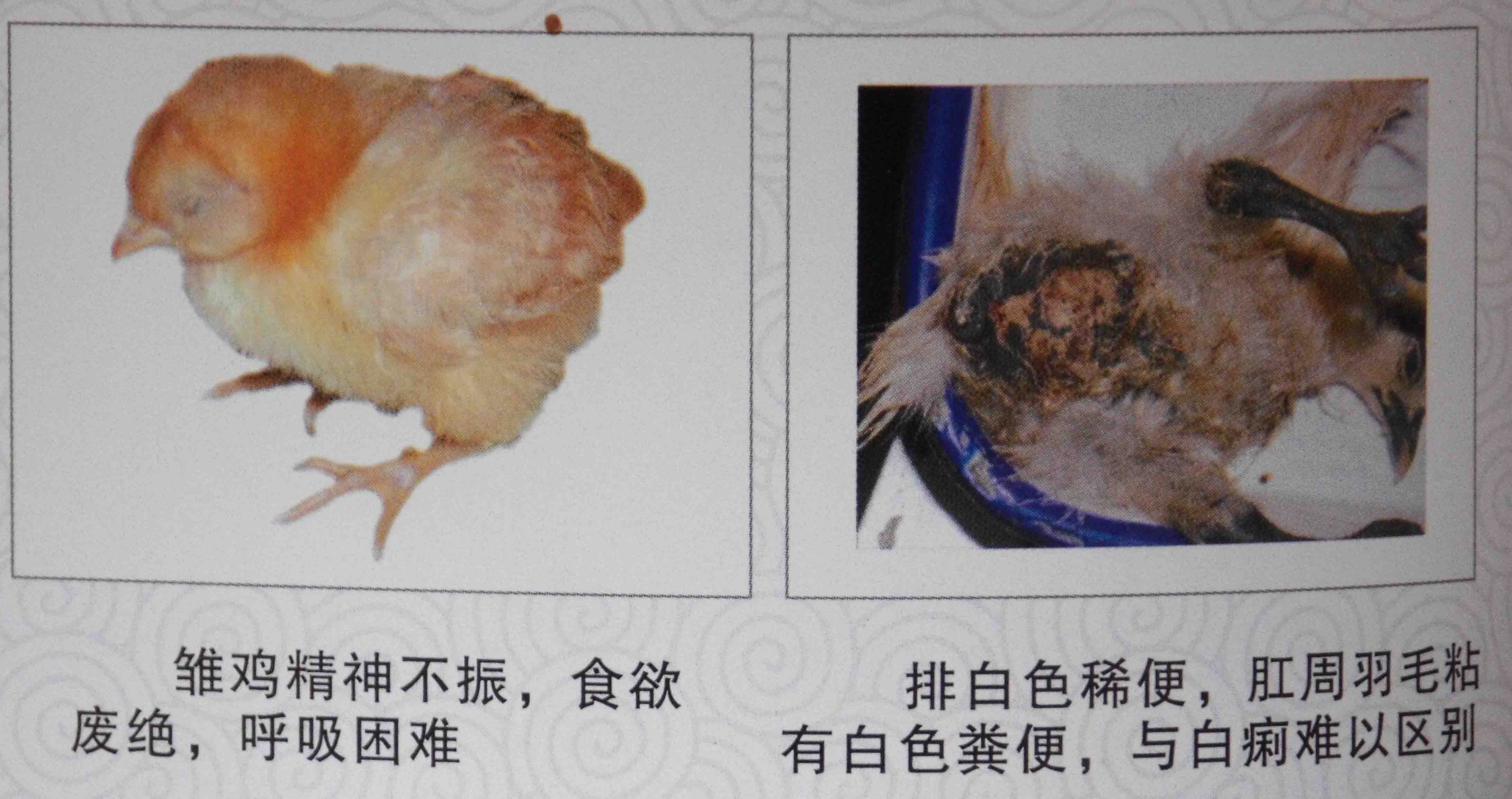 学习 | 商品肉鸡生理特点解析！_雏鸡_温度_阶段