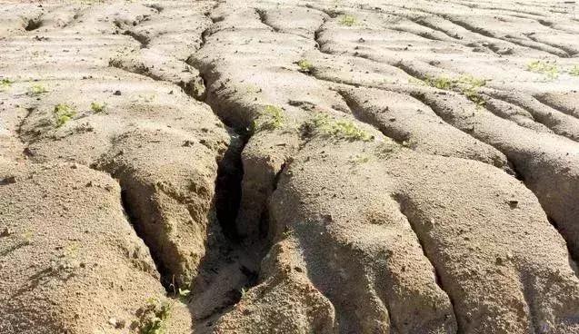 我国部分土壤中微生物活性下降,土壤生态环境恶化,土壤微生物群落结构