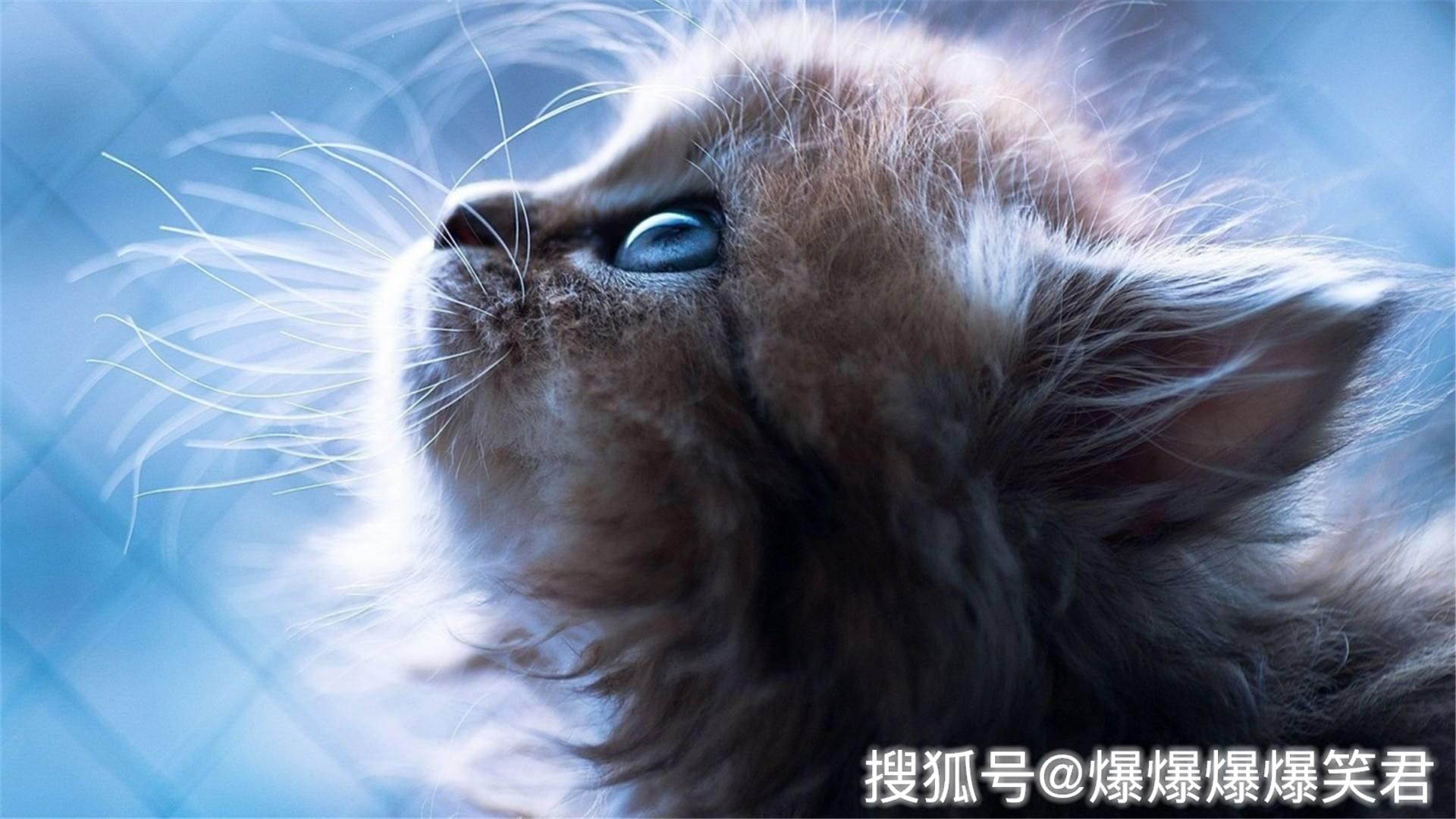 爆笑段子:女友肚子疼,让男友去买夷妈巾。