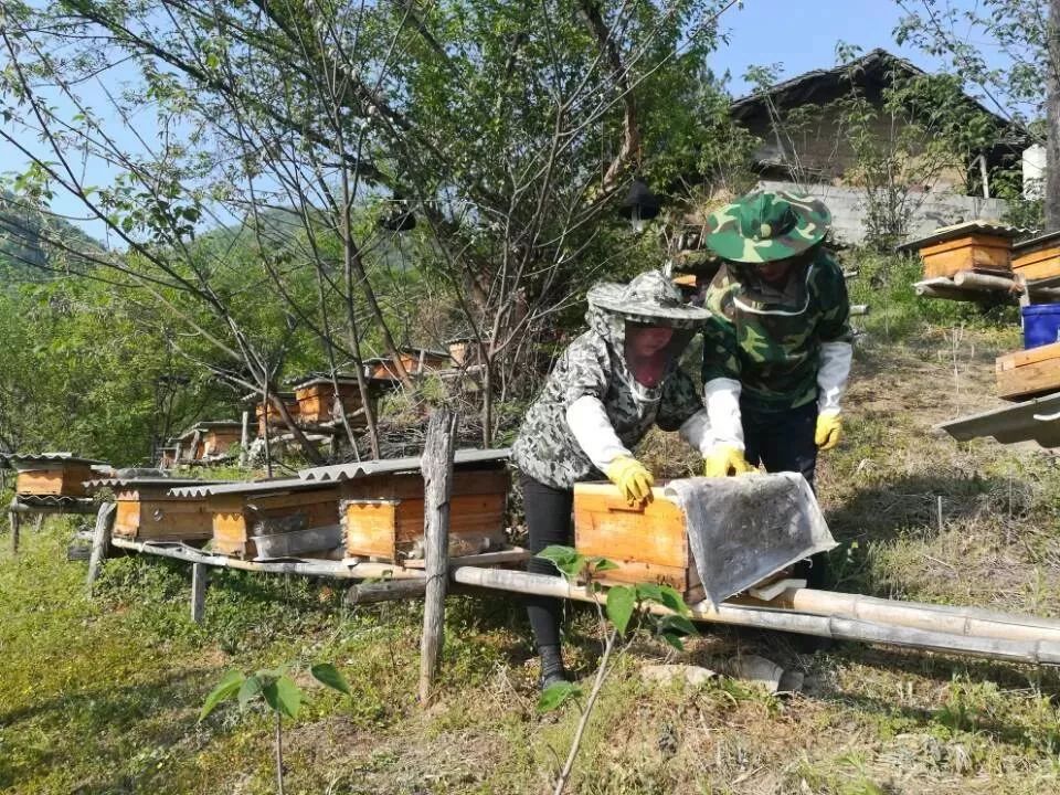 "6月4日,在大河坝镇联合村集体经济合作社的竹馏产业园里,600多只竹馏