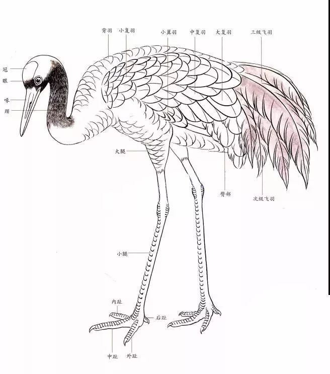 国画教程传统工笔仙鹤画法