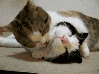 以后你的猫再舔你一定要制止否则就会