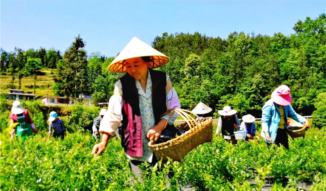 土家大妈采藤茶