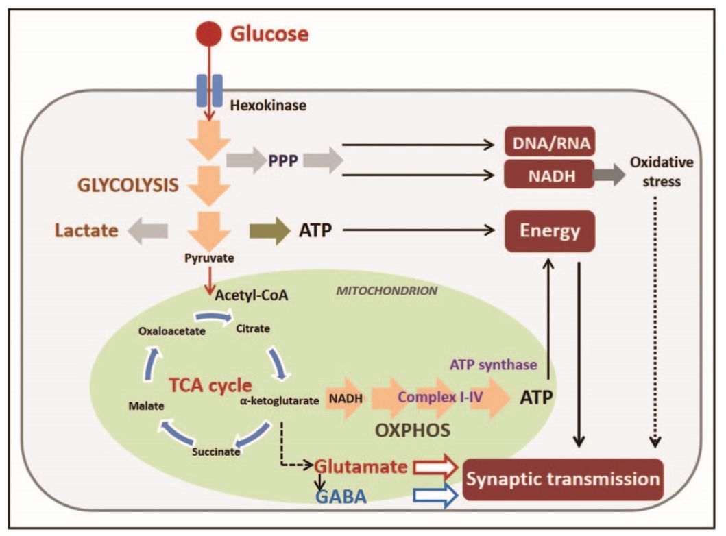 细胞内糖代谢及能量生成图示(sarnyai z, et al. 2019)