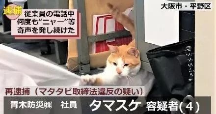 又双叒叕有小猫咪被警察蜀黍逮捕了 这次原因竟然是 宣传