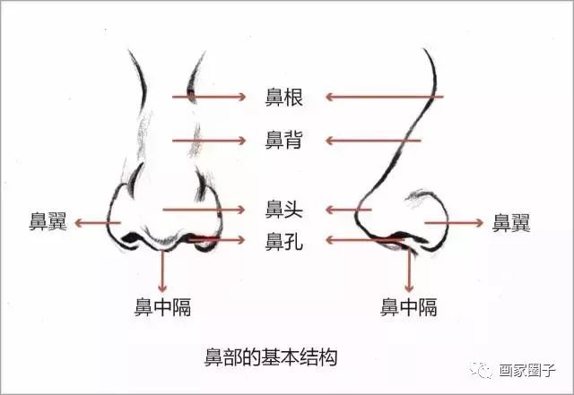 速写五官很难画?别急,详细解析!赶紧收藏起来!_结构