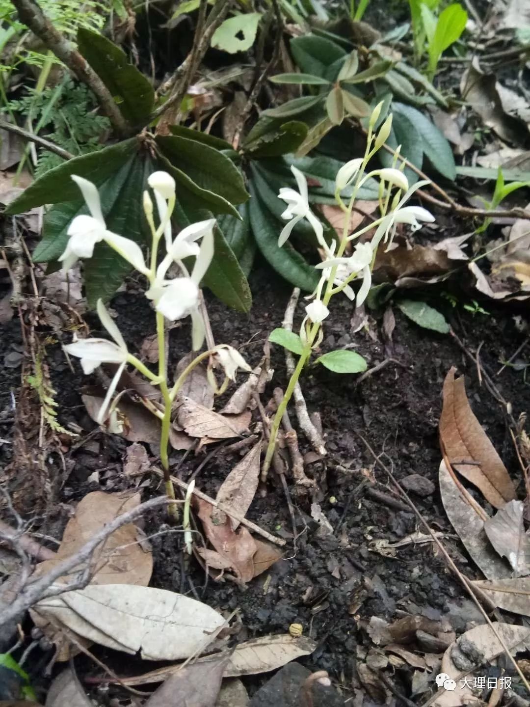 你见过没有叶子的兰花吗永平金光寺自然保护区发现了3株