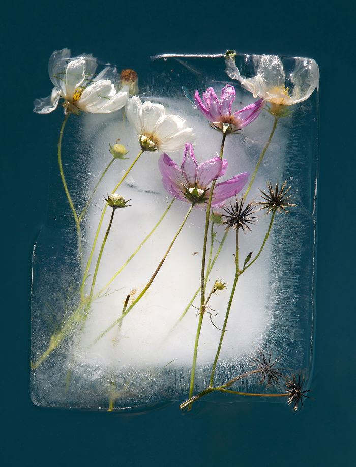 摄影师将鲜花冰冻起来,拍到了宛如立体画般的美照