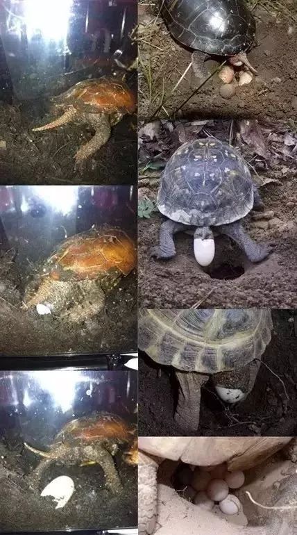 还在烦恼龟下蛋问题?龟类的生殖和繁殖系统了解下