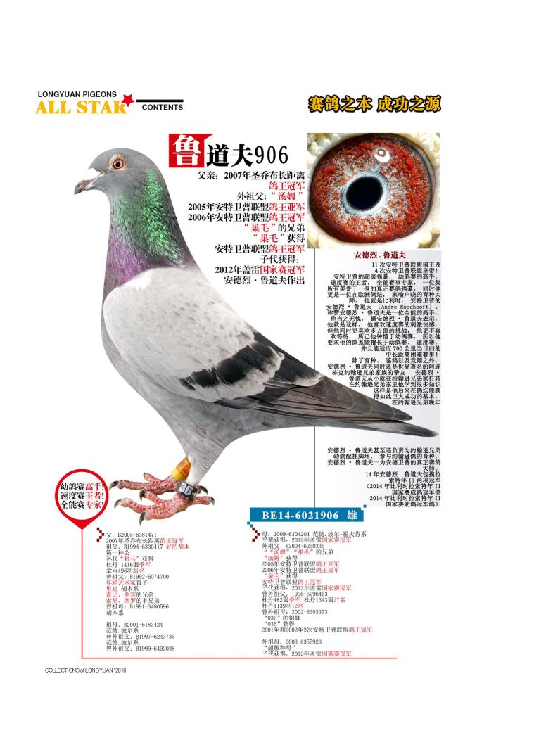 上海龙园鸽业10羽优秀种鸽欣赏拍卖血统利奥003盖比慕利门克拉克詹森