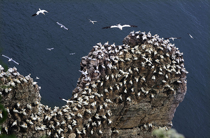 喜欢恋爱,对恋爱不厌烦的生肖女