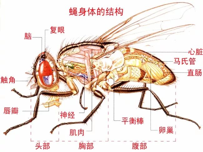 昆虫的头部