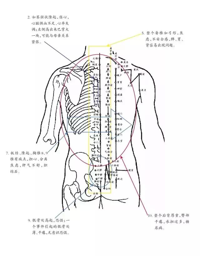 背部是人生经历,情绪和病症的集中表现区域