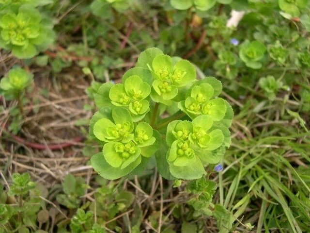 【云品质】农村身边常见中草药大全 (转)