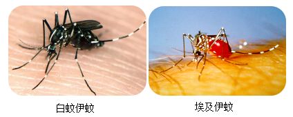 登革热是经 伊蚊 叮咬传播的一种以 发热,皮疹和全身疼痛为主要症状的