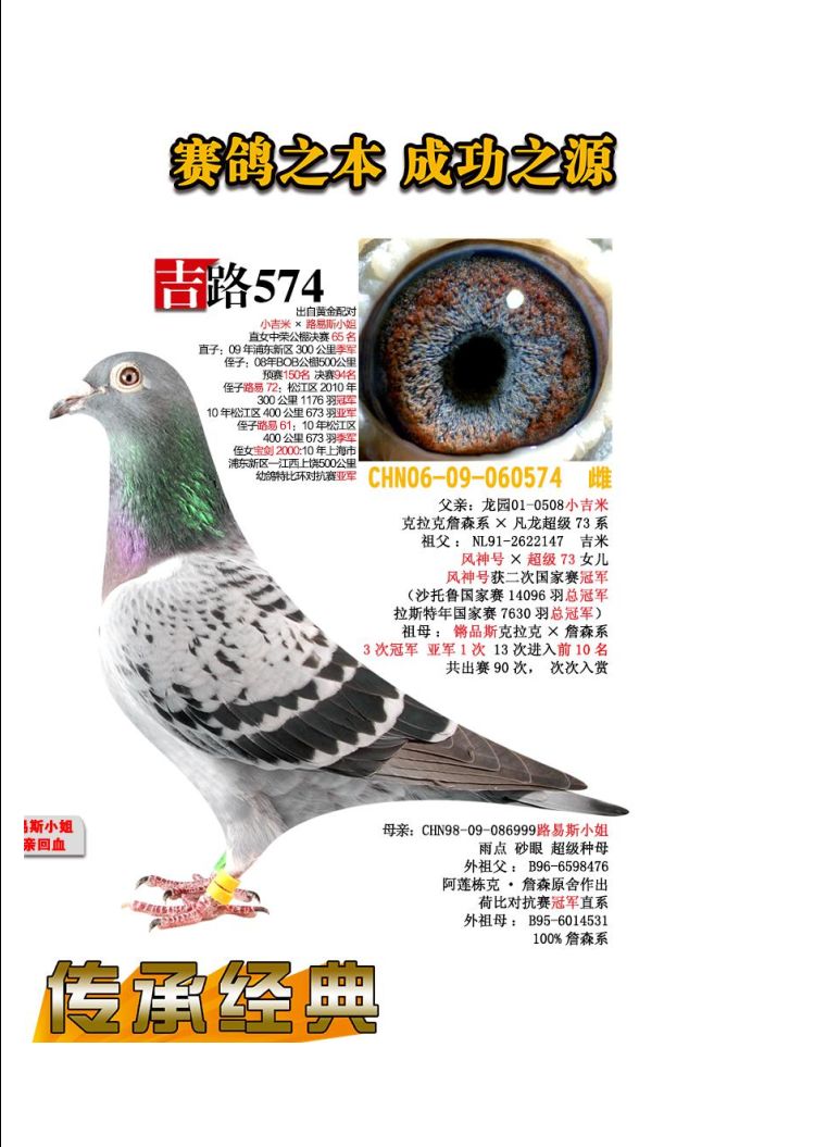 上海龙园鸽业10羽优秀种鸽欣赏拍卖血统利奥003盖比慕利门克拉克詹森
