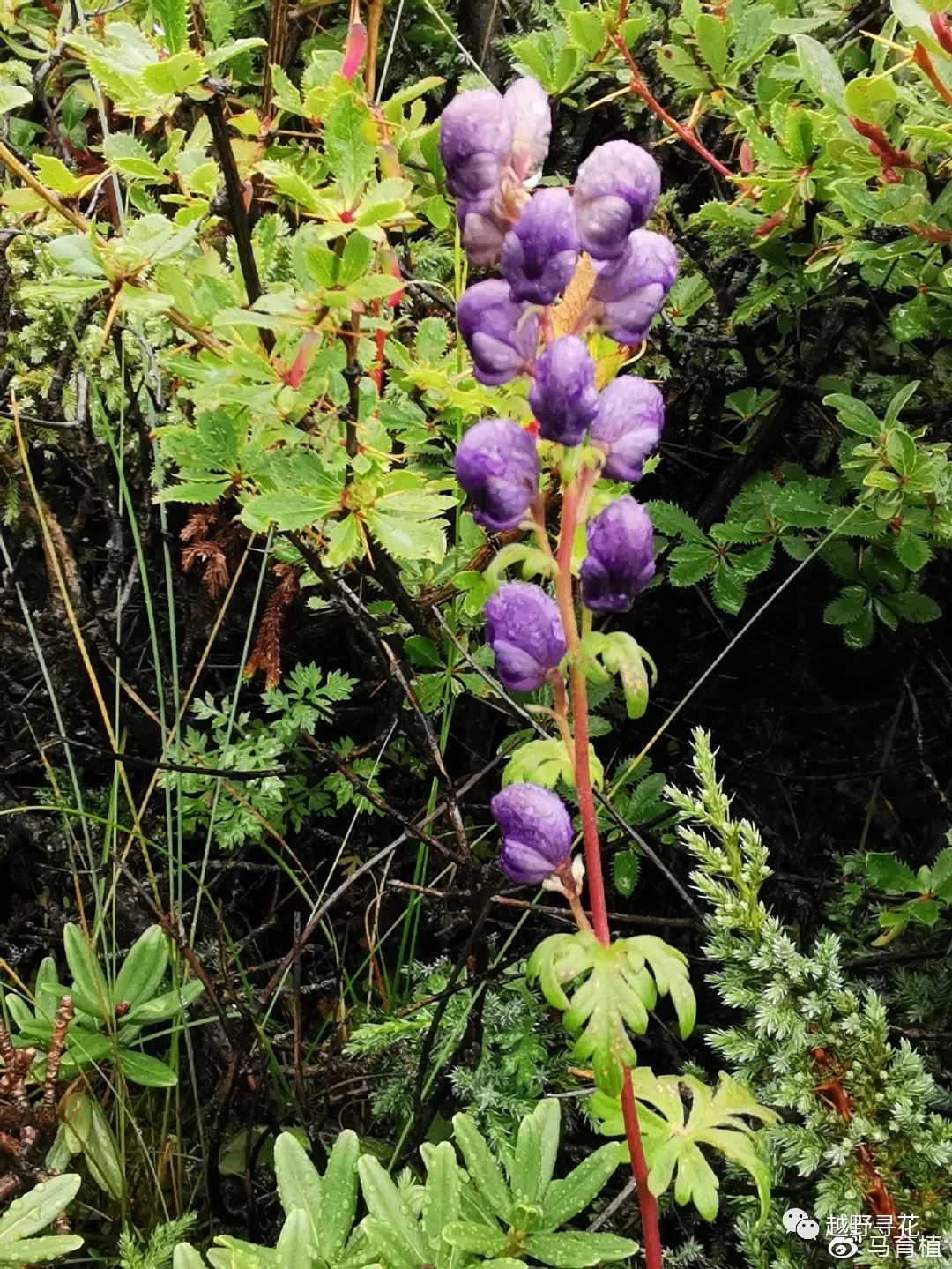 川乌星状雪兔子乌头肋柱花?五岭龙胆叶状苞杜鹃龙胆花折多山