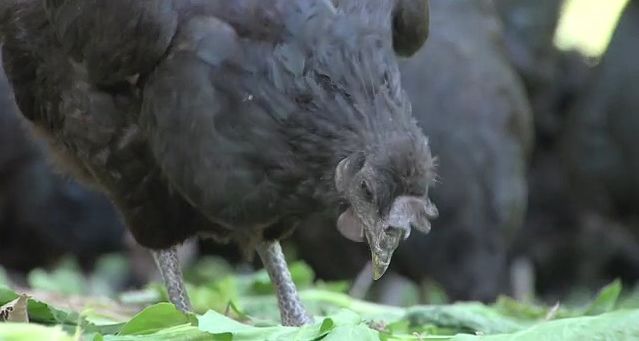 致富经鸡_致富鸡蛋批发点_致富鸡用淘汰蛋鸡赚钱