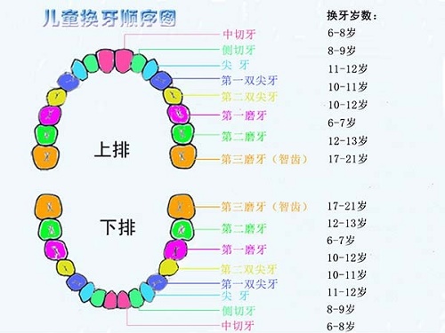 当孩子处在换牙期间,家长们切记不可大意_牙齿