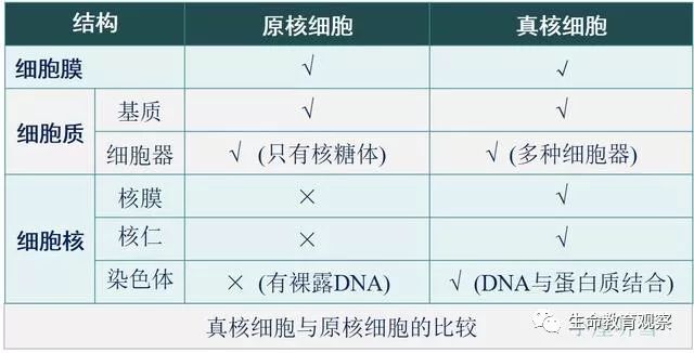 细胞的多样性和统一性 教材解读知识 通俗讲解 结构