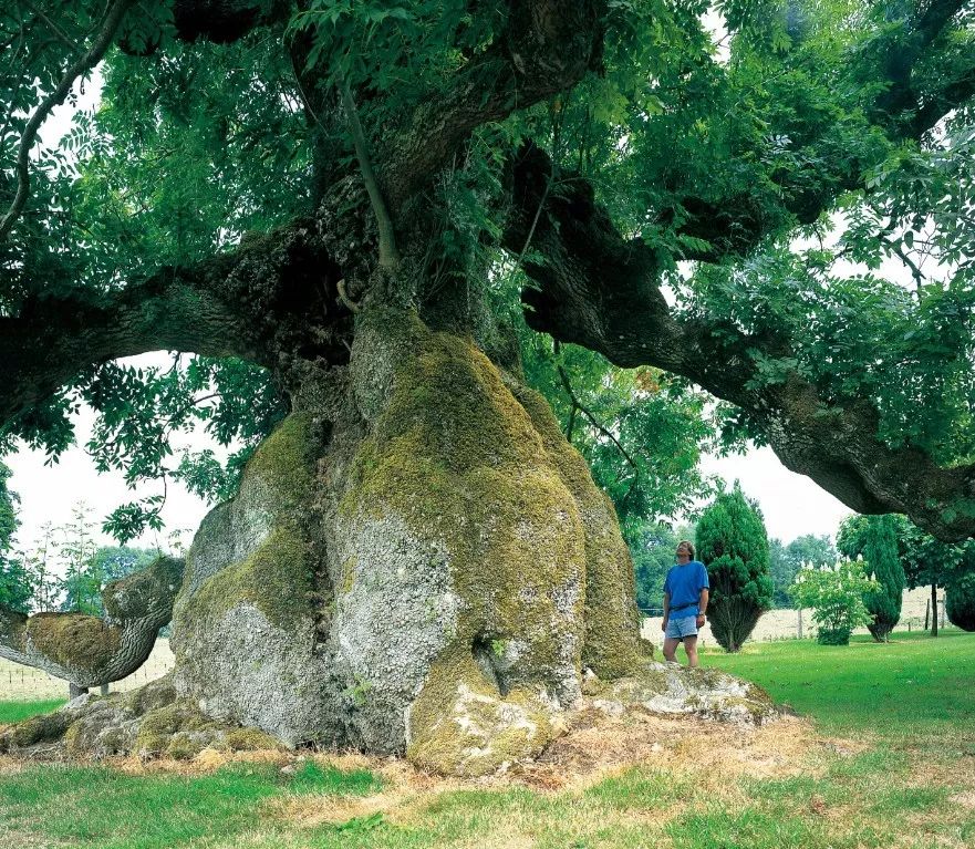 60棵令人惊叹的树它们是这个世界的活化石