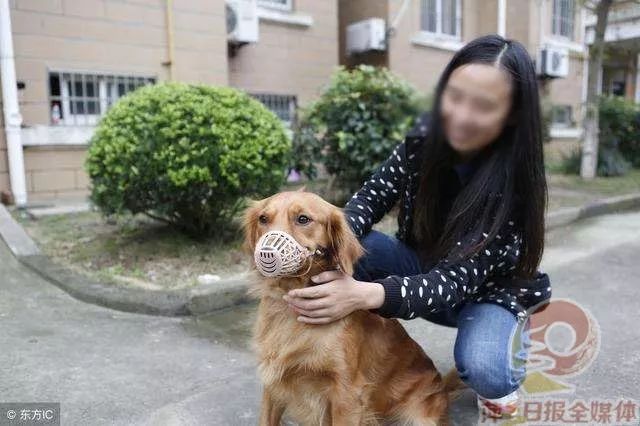 狗狗怎么养才不叫 4fac0ee973c54f34913cc0ffcf10805b.jpeg