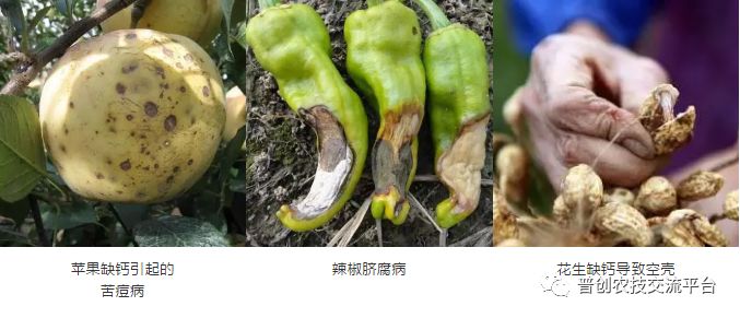 作物出现缺钙病,必须知道的补钙常识!