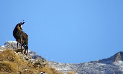 喜欢恋爱,对恋爱不厌烦的生肖女