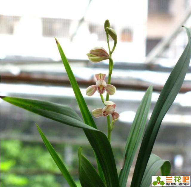 使兰花快速服盆的方法图片