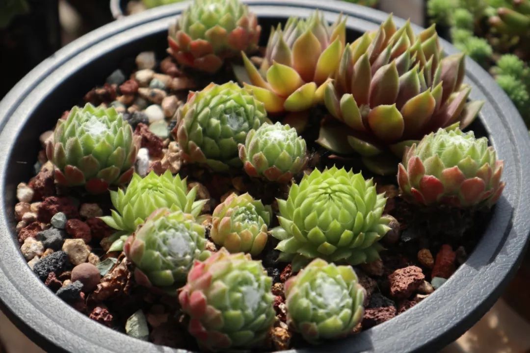 多肉水浇多了怎么处理 61cb2b2e5b8b4c738d37004f3ffe3ee3.jpeg